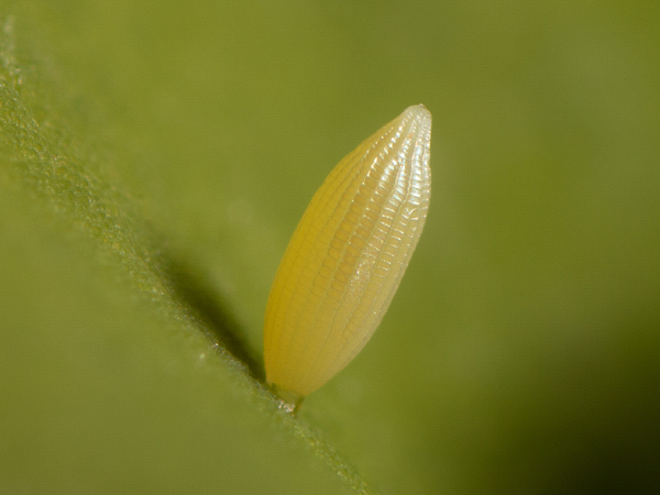 Žltáčik vičencový