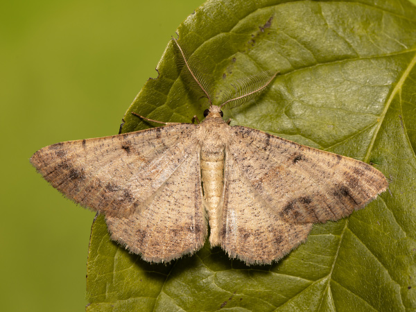 Kôrovka ľadencová