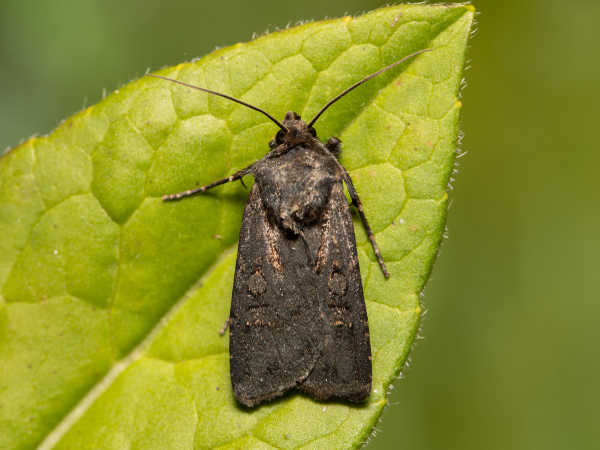 Garden Dart