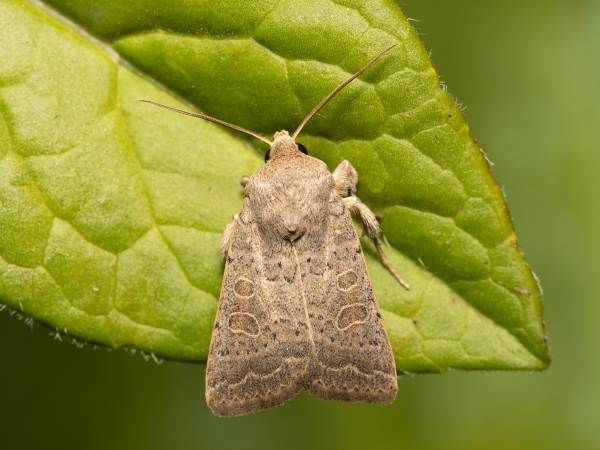 Blýskavka jitrocelová