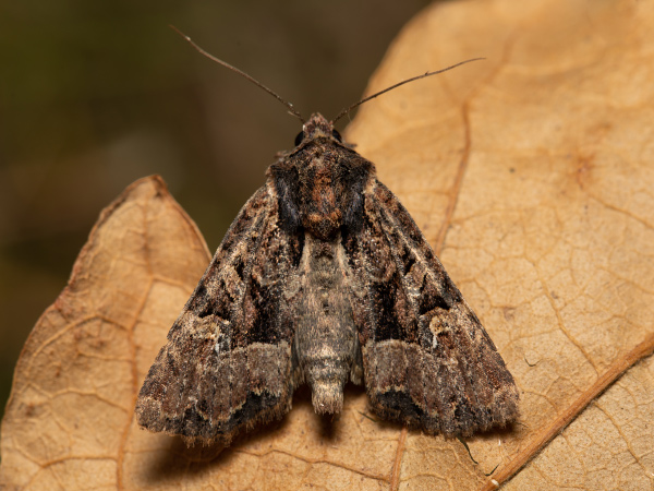 Common Rustic