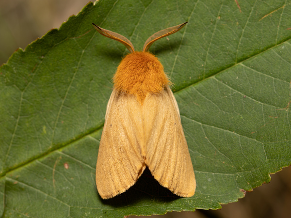 Papriadkovec púpavový