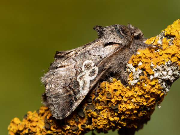 Modrohlávek ovocný