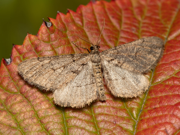 Messenger Moth