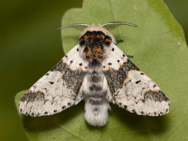 Alder Kitten