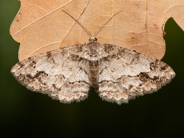 Square Spot