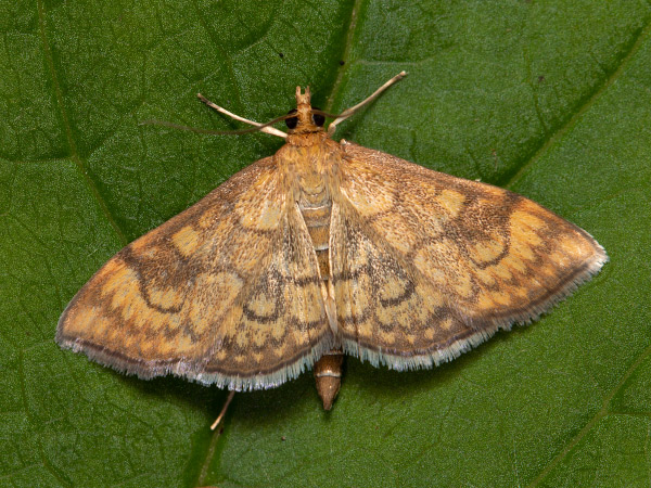 Vijačka divozelová