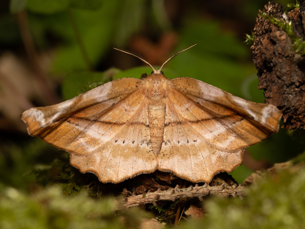 Zejkovec šeříkový