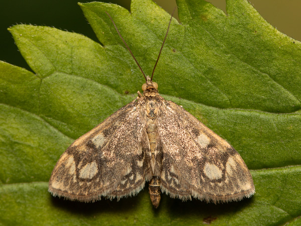 Anania stachydalis