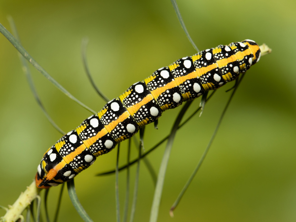 Lišaj mliečnikový