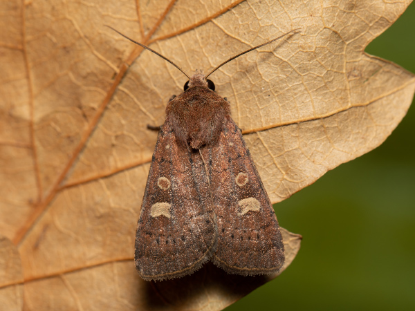 Osenice žlutoskvrnná