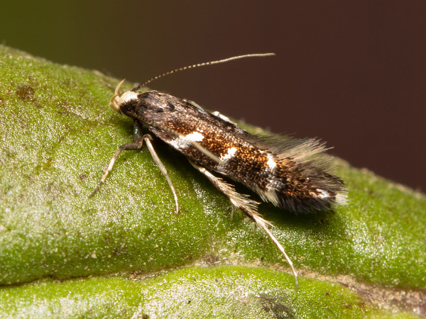 Silver-barred Moss-moth