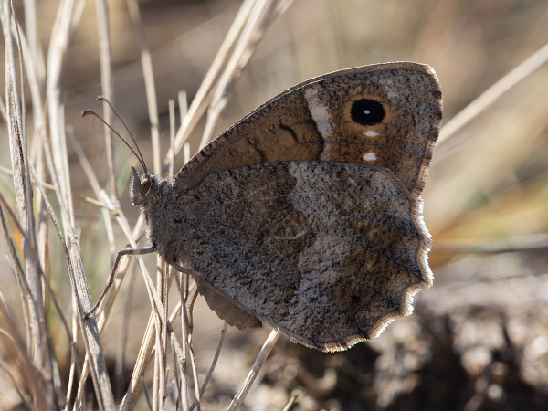 Tree Grayling