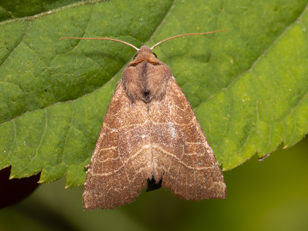 Birnbaumeule