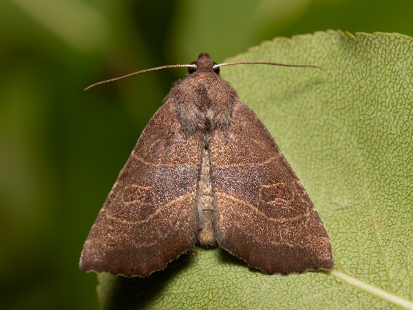 Birnbaumeule