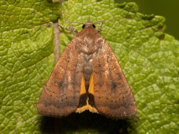 Least Yellow Underwing