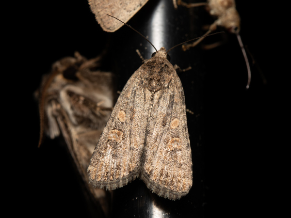 Blýskavka červivcová