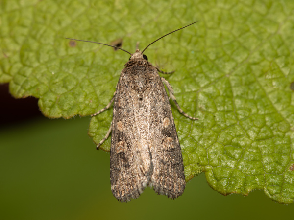 Beet Armyworm