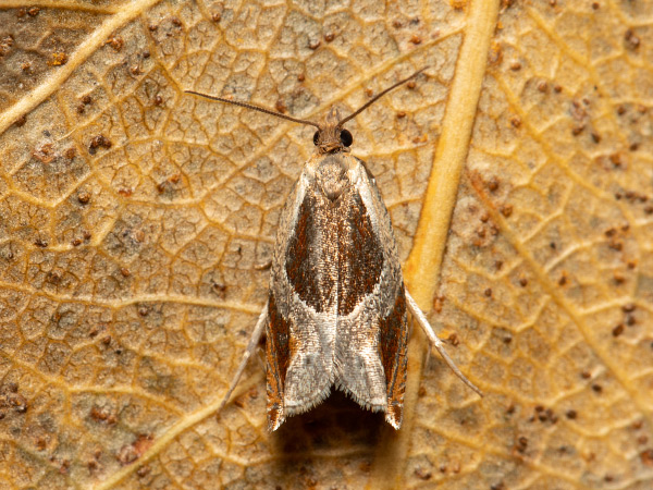 Buckthorn Roller