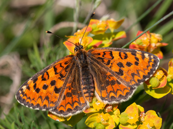 Lesser Spotted Fritillary