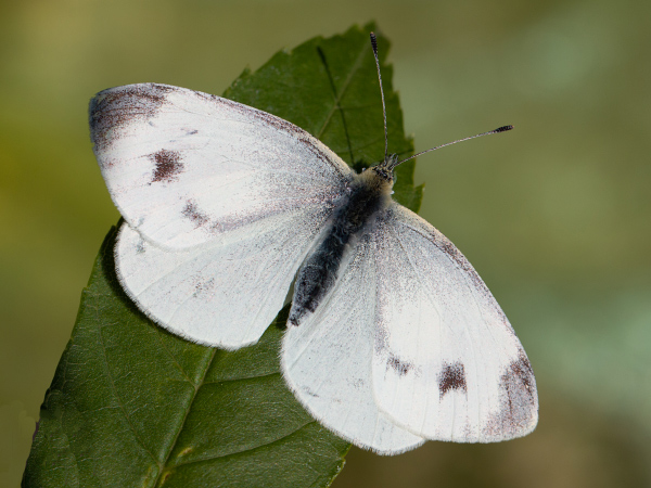 Southern Small White