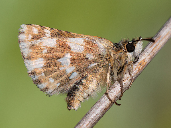 Red Underwing Skipper