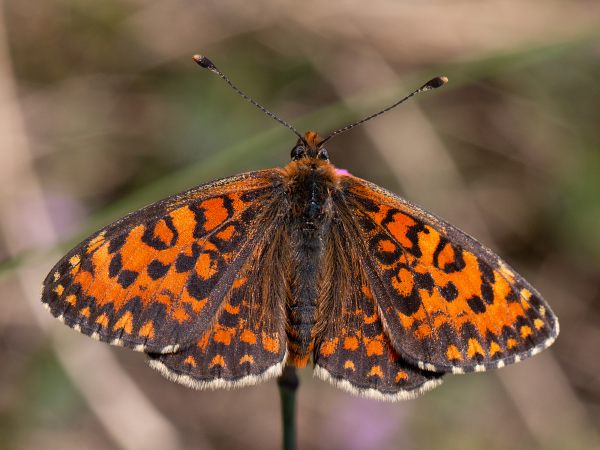 Lesser Spotted Fritillary