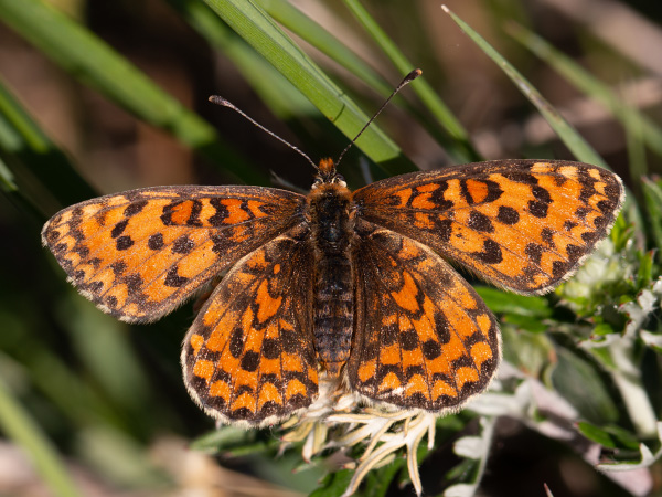Lesser Spotted Fritillary