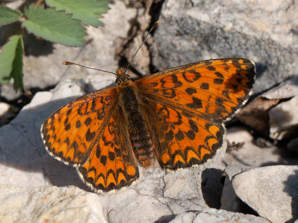 Hnedáčik divozelový