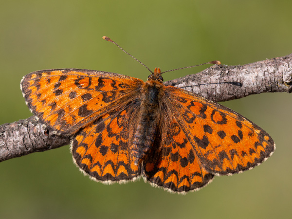 Lesser Spotted Fritillary