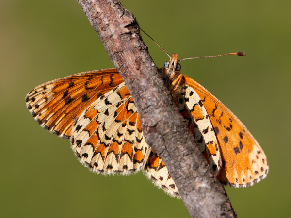 Hnedáčik divozelový
