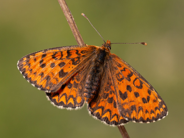 Lesser Spotted Fritillary