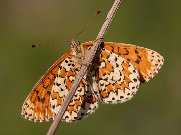 Lesser Spotted Fritillary