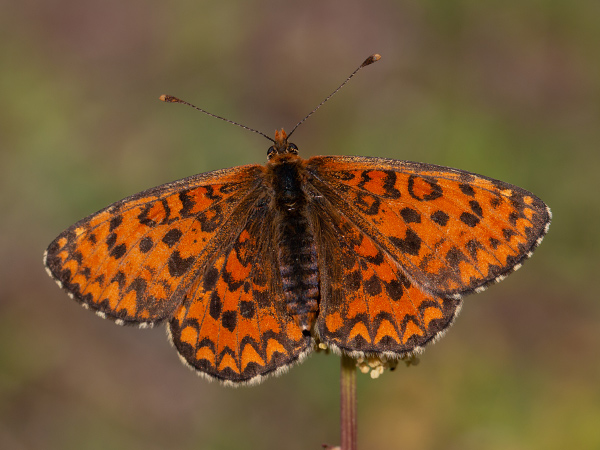 Lesser Spotted Fritillary