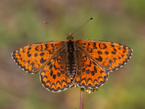 Lesser Spotted Fritillary