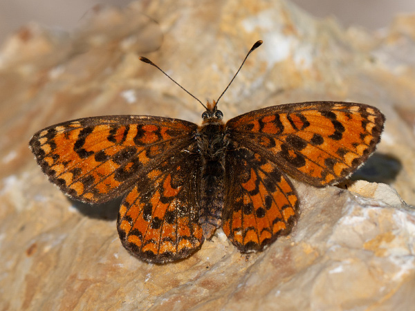 Hnedáčik divozelový