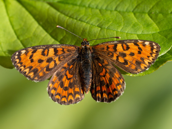 Hnedáčik divozelový