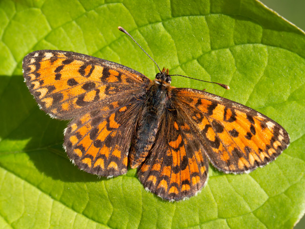 Lesser Spotted Fritillary
