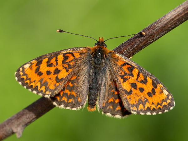 Lesser Spotted Fritillary