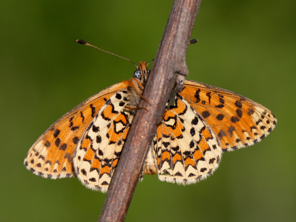 Hnedáčik divozelový