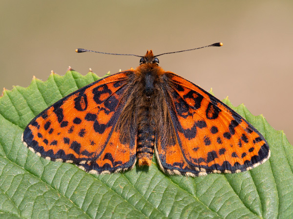 Hnedáčik pyštekový