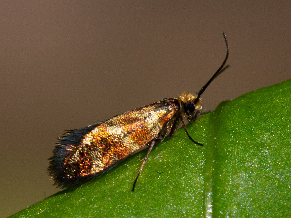 Red-barred Gold