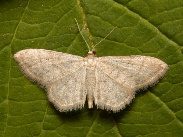 Žlutokřídlec mechový