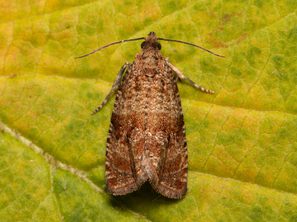 Obaľovač štvorháčikový