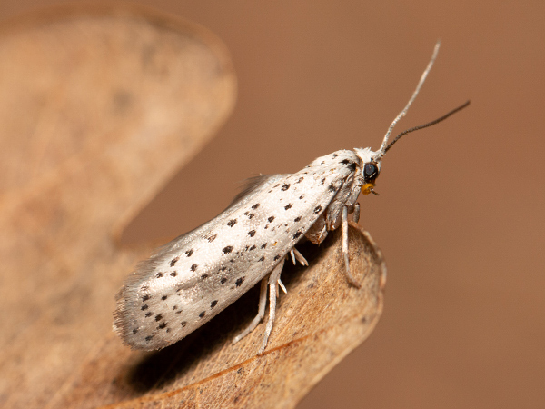 Priadzovec slivkový