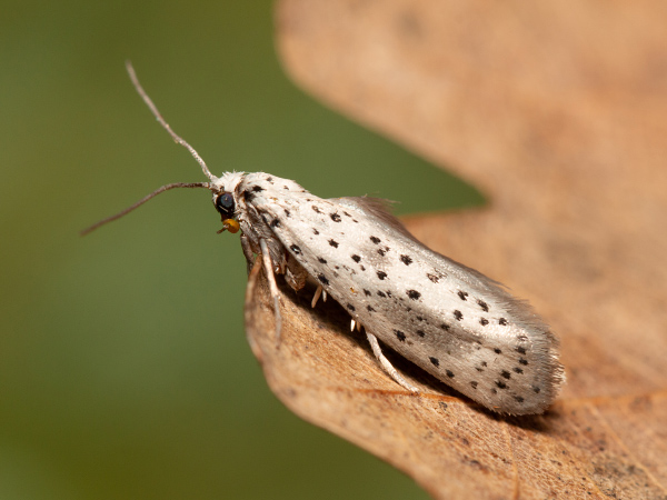 Scarce Spindle Ermine