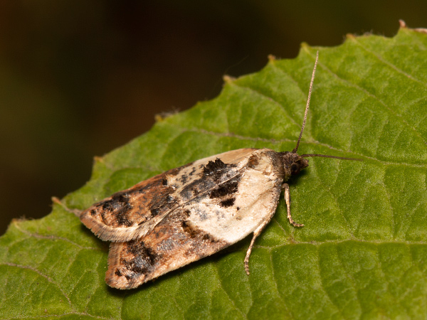 Garden Rose Tortrix