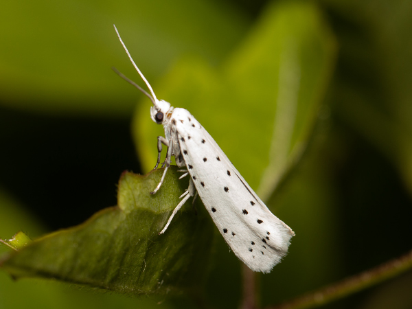 Priadzovec jabloňový