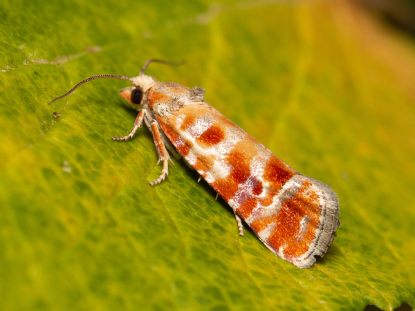 European Pine Shoot Moth