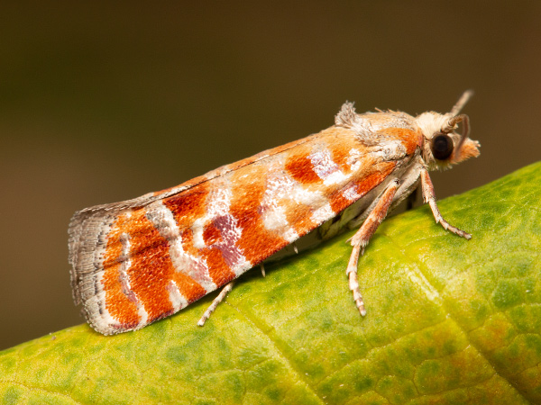 European Pine Shoot Moth